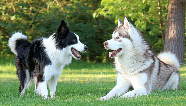 découvrez tout ce qu'il faut savoir sur le croisement entre le siberian husky et le border collie. apprenez-en davantage sur leur éducation, leur personnalité unique et les caractéristiques de ce mix captivant.