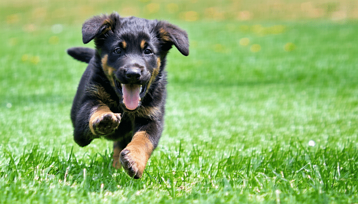 découvrez notre guide complet sur l'adoption d'un chiot beauceron femelle à donner. informez-vous sur les caractéristiques de la race, les besoins du chiot, les étapes d'adoption et les conseils pratiques pour assurer une intégration réussie dans votre foyer.