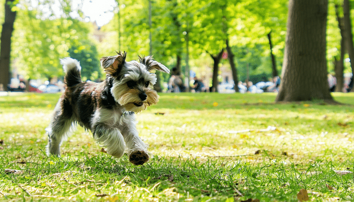 adoptez dès aujourd'hui un adorable chien de petite taille près de chalon-sur-saône, sans frais. offrez-lui un foyer chaleureux et profitez de sa compagnie inestimable !