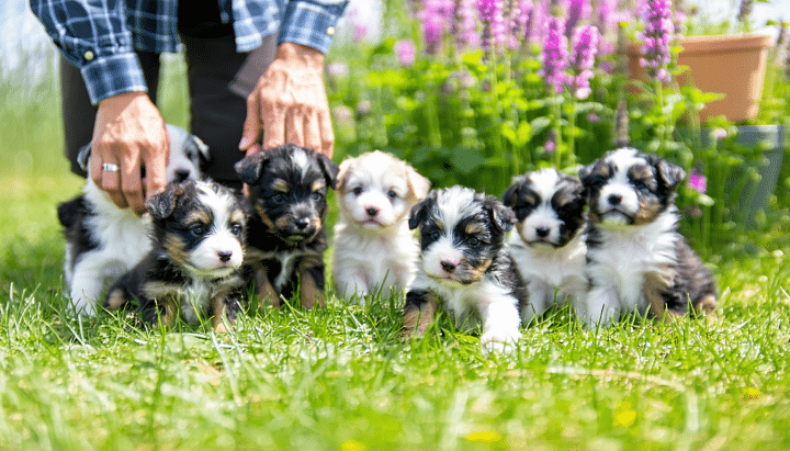 découvrez notre guide complet pour bien choisir un chiot aux terriers de la sauldraie. conseils pratiques et informations essentielles pour futurs adoptants souhaitant accueillir un petit compagnon dans leur foyer.