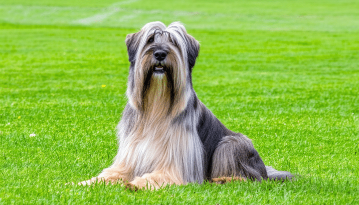 découvrez nos conseils essentiels pour accueillir un briard chez vous, un chien protecteur et affectueux. apprenez comment lui offrir le meilleur soin afin de créer une relation harmonieuse et épanouissante.