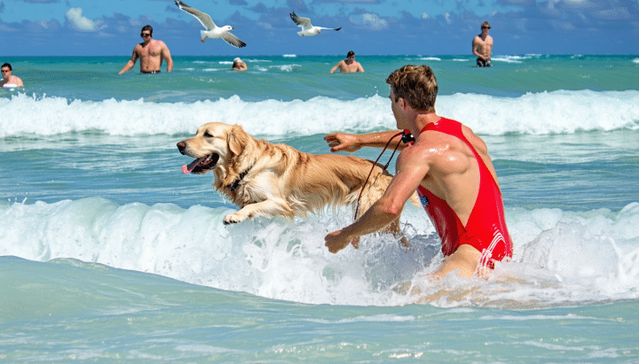 découvrez les étapes essentielles pour secourir un chien en détresse aquatique tout en garantissant votre propre sécurité. apprenez les techniques appropriées et les précautions à prendre pour intervenir efficacement sans danger.