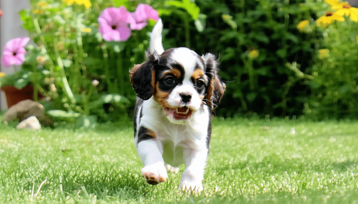 découvrez notre guide complet sur l'élevage du cavalier king charles en hauts-de-france. apprenez tout ce qu'il faut savoir sur cette race adorée : conseils d'élevage, soins, comportement et bien plus encore pour assurer le bonheur et la santé de votre compagnon.