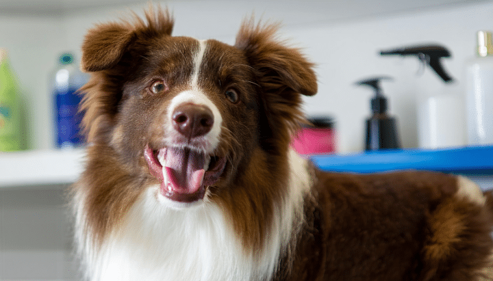 découvrez les conseils essentiels pour choisir le meilleur matériel de toilettage canin à domicile. apprenez à sélectionner les outils adaptés à votre chien afin de faciliter son entretien et assurer un toilettage efficace et agréable.
