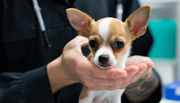 découvrez les critères essentiels pour sélectionner le meilleur élevage de chihuahuas près de chez vous. apprenez à évaluer la santé des chiots et à garantir une adoption responsable pour un compagnon fidèle et en bonne santé.