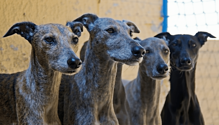 découvrez comment la société protectrice des animaux en espagne se consacre à la protection des lévriers abandonnés, en leur offrant refuge, soins et nouvelles chances de vie. apprenez-en plus sur leurs actions et efforts inlassables pour sensibiliser sur le sort des lévriers.