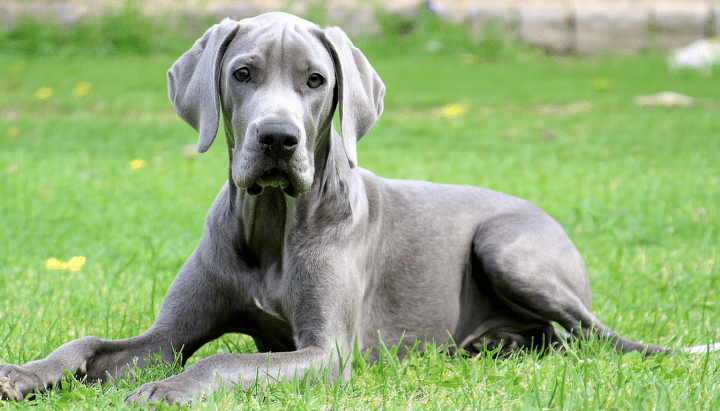 découvrez nos conseils essentiels pour choisir le chiot braque de weimar parfait pour votre famille active. apprenez à identifier les traits de caractère, les besoins en exercice et les conseils d'élevage pour garantir une intégration harmonieuse de votre futur compagnon dans votre mode de vie dynamique.