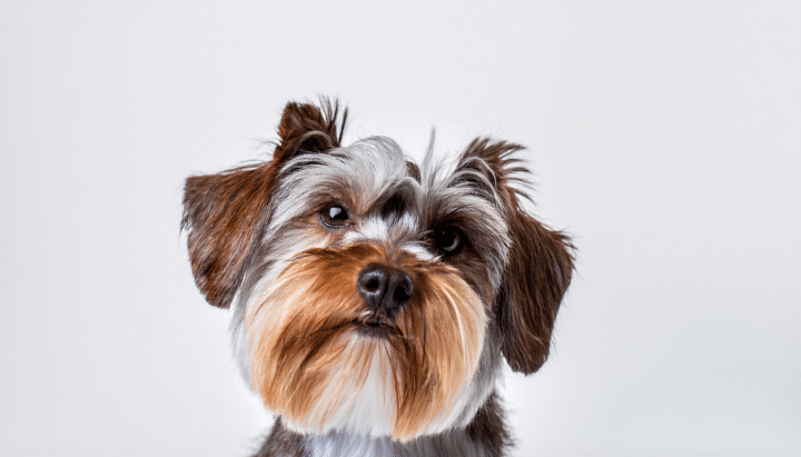 découvrez comment choisir la meilleure carde pour votre chien à poil long et apprenez des astuces pratiques pour entretenir efficacement sa fourrure. offrez à votre compagnon à quatre pattes un pelage sain et soyeux grâce à nos conseils d'experts.