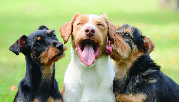 Comment calmer un chien qui aboie sans cesse : techniques efficaces à