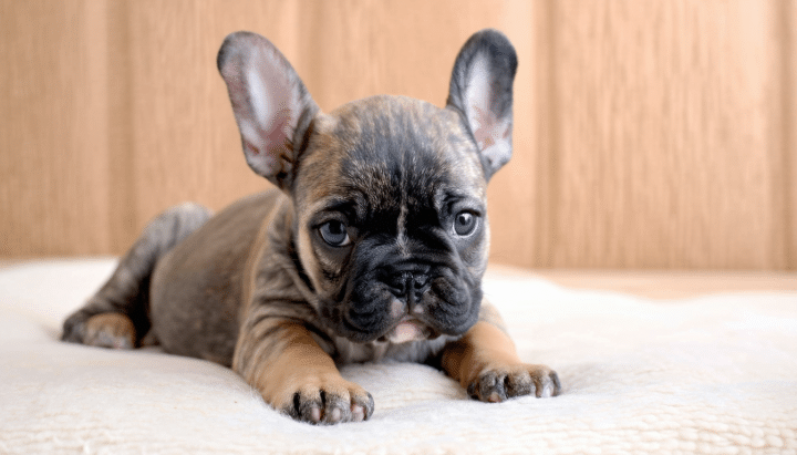 découvrez le coût d'un bouledogue français en fonction de son âge, de sa lignée et de l'élevage. explorez les facteurs influençant le prix et informez-vous pour faire le meilleur choix pour votre futur compagnon.