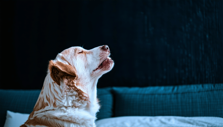 découvrez les causes possibles des hurlements nocturnes de votre chien et les solutions adaptées pour soulager sa douleur. apprenez à identifier les signes de souffrance de votre compagnon et à agir rapidement pour améliorer son bien-être.