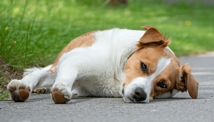 découvrez les étapes essentielles à suivre en cas d'accident causé par un chien non tenu en laisse lors d'une promenade. informez-vous sur vos droits, les démarches à entreprendre et les conseils pour assurer votre sécurité et celle des autres.