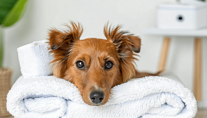 découvrez comment préparer au mieux votre visite au spa d'yvré-l'évêque avec votre chien. des conseils pratiques et des astuces pour garantir une expérience relaxante et agréable pour vous et votre compagnon à quatre pattes en sarthe.