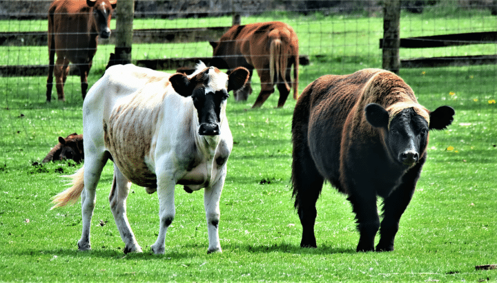 découvrez la ferme des hallais, un sanctuaire exceptionnel pour animaux en détresse. lisez les avis, explorez les services offerts et apprenez comment cet espace unique œuvre pour le bien-être animal. plongez dans l'univers de ce refuge engagé et trouvez toutes les informations nécessaires pour soutenir cette noble cause.