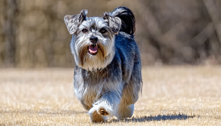 découvrez pourquoi adopter un chien croisé griffon peut transformer votre vie. affectueux et unique, ce compagnon exceptionnel apporte joie et fidélité. apprenez-en plus sur ses caractéristiques, son comportement et les raisons qui font de lui un partenaire idéal pour toute la famille.