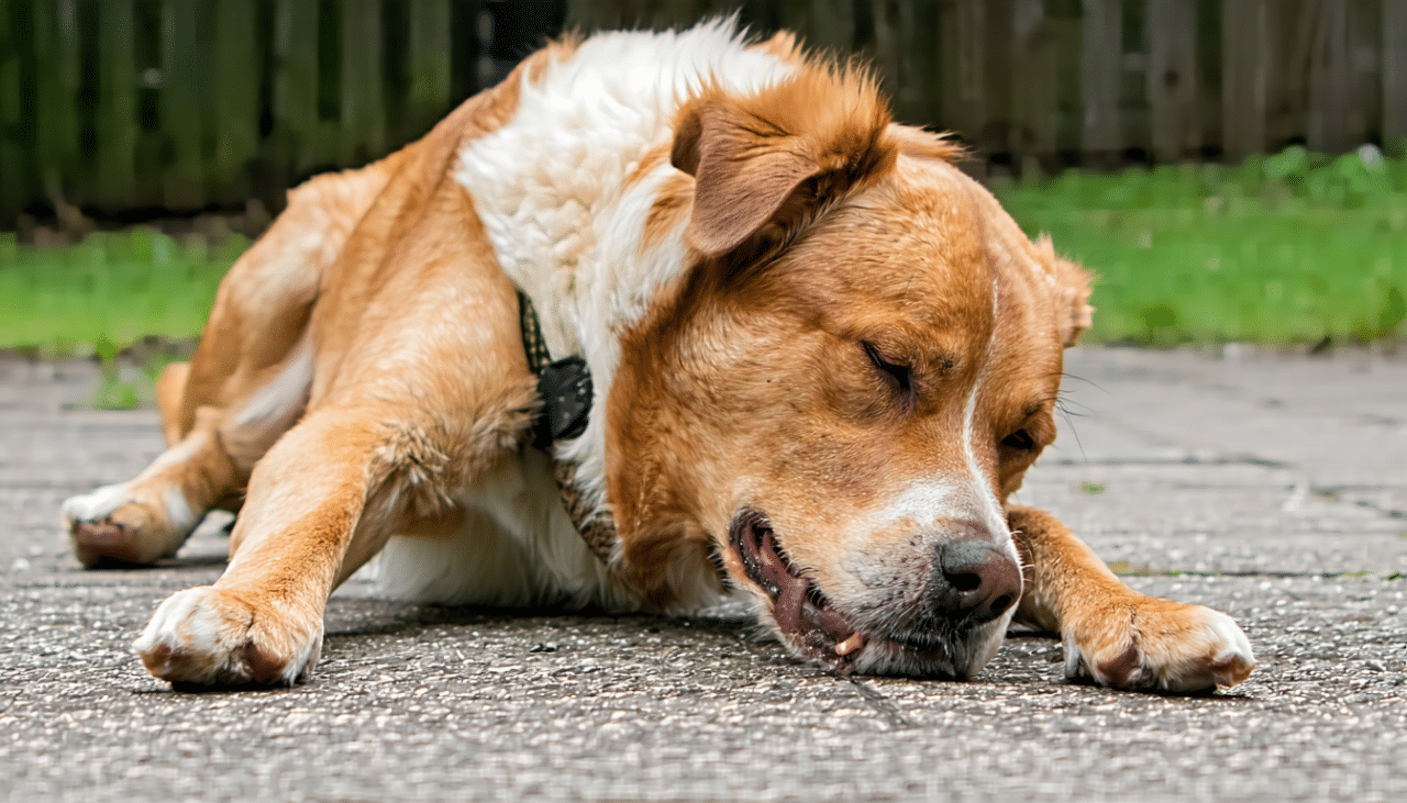 découvrez des conseils pratiques pour prendre soin de votre chien âgé. apprenez les meilleures méthodes pour adapter son alimentation, ses soins quotidiens et choisir des activités qui conviennent à son âge avancé, afin de garantir son bien-être et sa qualité de vie.