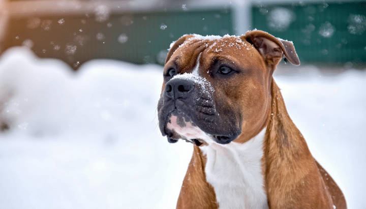découvrez tout ce que vous devez savoir sur les besoins spécifiques de l’american staffordshire terrier en hiver. apprenez à protéger votre compagnon à quatre pattes des intempéries, à adapter son alimentation et à garantir son bien-être pendant la saison froide. des conseils pratiques pour un hiver serein avec votre chien.