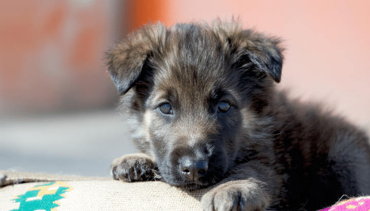 découvrez où acheter des chiots berger picard issus d'élevages responsables. nos conseils pour trouver des éleveurs de confiance et garantir le bien-être de votre futur compagnon.