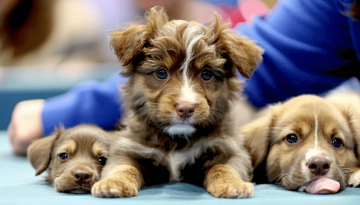découvrez les activités captivantes et les exposants incontournables du salon du chiot à toulouse en 2025. profitez d'une journée riche en découvertes, d'animations interactives et de conseils d'experts pour les amoureux des chiens. ne manquez pas cet événement exceptionnel pour rencontrer des passionnés et des professionnels du monde canin!