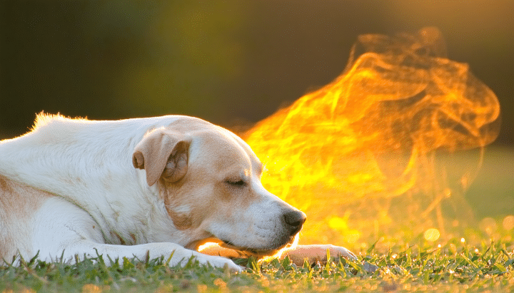 découvrez les symptômes du chien qui a chaud et apprenez à les reconnaître. retrouvez des conseils pratiques pour soulager efficacement votre fidèle compagnon et assurer son bien-être durant les chaudes journées d'été.
