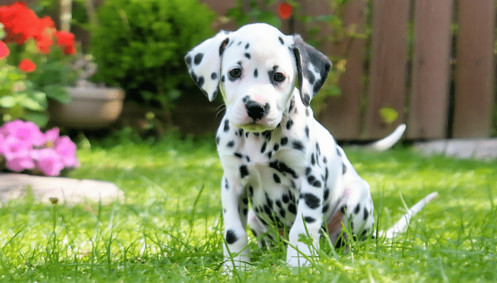 découvrez le prix d'un chiot dalmatien provenant d'un élevage responsable en france. dans cet article, nous vous proposons des informations essentielles sur les coûts d'acquisition, les critères de choix d'un éleveur éthique et les dépenses à prévoir pour assurer le bien-être de votre futur compagnon. faites un choix éclairé pour l'accueil de votre dalmatien!