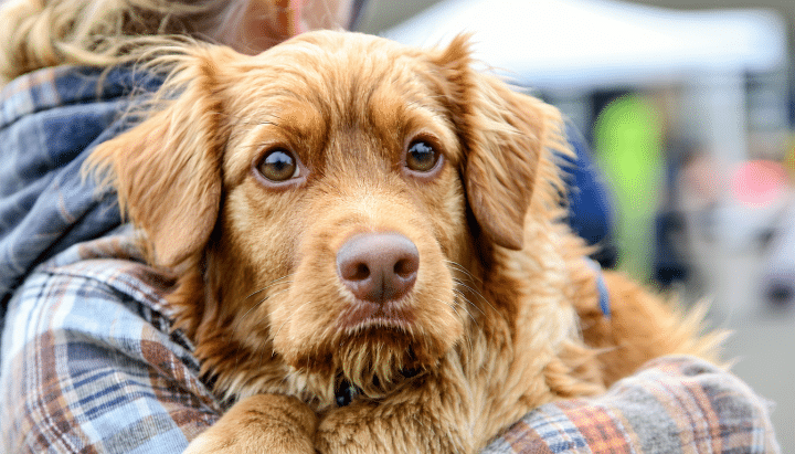 découvrez où trouver un spitz nain à donner gratuitement grâce à nos conseils et adresses fiables. informez-vous sur les démarches à suivre pour accueillir cet adorable compagnon dans votre foyer.