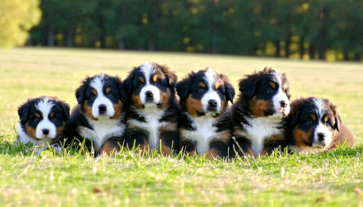 découvrez tout ce qu'il faut savoir sur l'élevage de la vallée de l'hyrôme, une région réputée pour sa spécialité avec les bouviers bernois. informez-vous sur les pratiques d'élevage, les caractéristiques de cette race unique et l'impact de l'environnement sur la qualité des animaux.