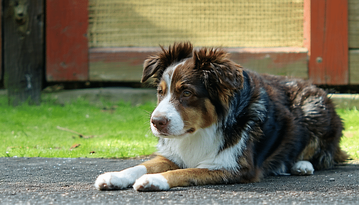 découvrez nos conseils pratiques pour choisir le meilleur centre de crémation pour animaux près de chez vous. apprenez à évaluer les services, l'empathie et les installations disponibles pour rendre un dernier hommage respectueux à votre compagnon fidèle.