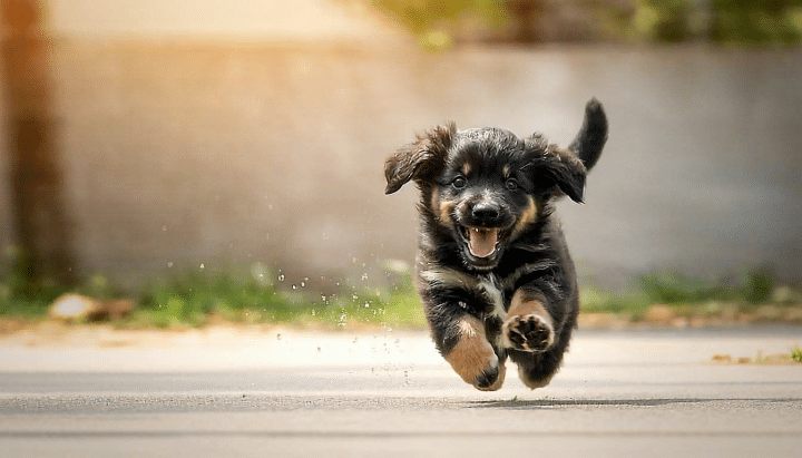 découvrez des conseils pratiques et des solutions efficaces pour aider votre chien à surmonter l'anxiété de séparation. apprenez à identifier les signes de stress, à adapter votre routine et à utiliser des techniques de renforcement positif pour améliorer le bien-être de votre compagnon à quatre pattes.