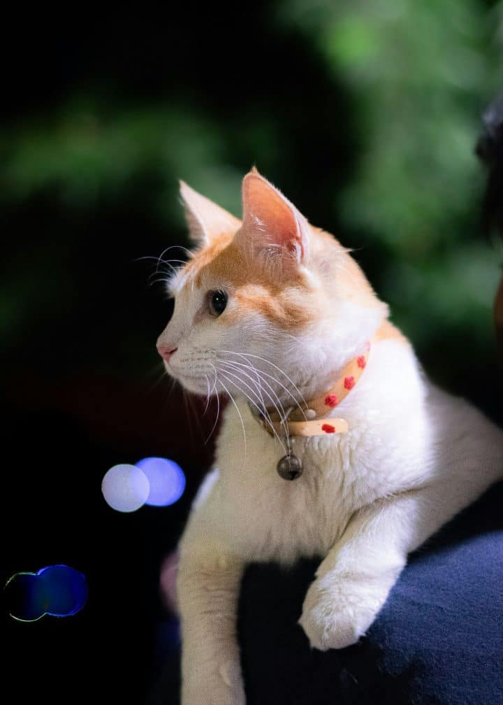 Les colliers personnalisés pour chat : un accessoire indispensable