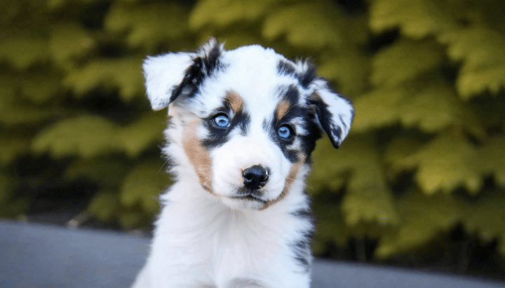 découvrez tout ce qu'il faut savoir sur les chiots berger australien aux yeux bleus : leurs soins, caractéristiques, tempérament et conseils pour un épanouissement optimal. informez-vous sur cette race adorable et unique pour accueillir votre futur compagnon.