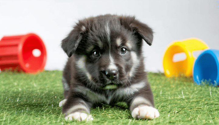 découvrez où dénicher un chiot à donner dans le 93 entre particuliers, en toute confiance. profitez de conseils pratiques et d'astuces pour adopter un nouveau compagnon tout en garantissant son bien-être.