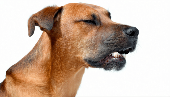 découvrez les étapes essentielles pour aider un chien en détresse qui s'étouffe. apprenez comment provoquer le vomissement en toute sécurité et sauver la vie de votre fidèle compagnon en situation d'urgence.