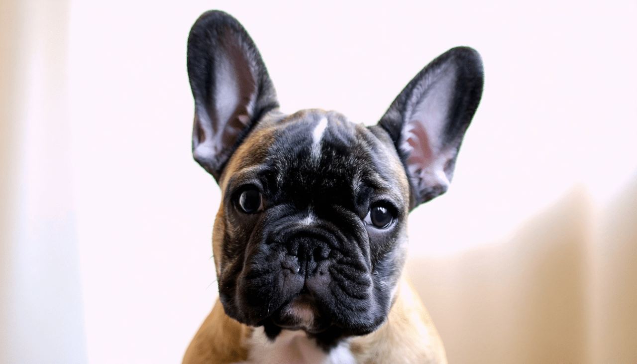 découvrez notre sélection des 10 races de chiens les plus petits du monde, idéales pour la vie en appartement. apprenez-en plus sur leurs caractéristiques, leur tempérament et pourquoi ils s'adaptent parfaitement aux espaces réduits. trouvez le compagnon idéal pour un quotidien harmonieux en ville !