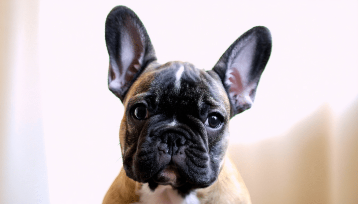 découvrez notre sélection des 10 races de chiens les plus petits du monde, idéales pour la vie en appartement. apprenez-en plus sur leurs caractéristiques, leur tempérament et pourquoi ils s'adaptent parfaitement aux espaces réduits. trouvez le compagnon idéal pour un quotidien harmonieux en ville !