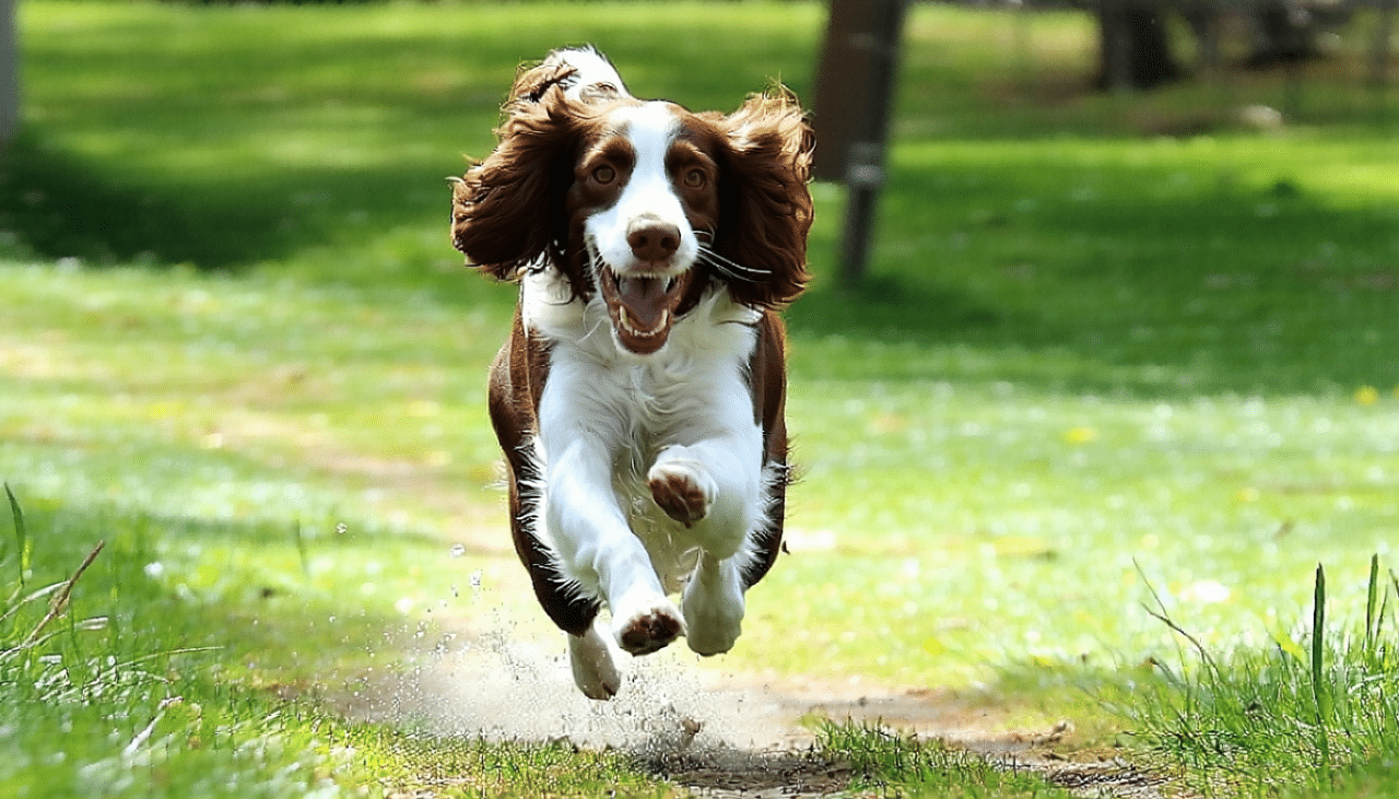 découvrez tout ce qu'il faut savoir sur l'élevage du puits saint loup et plongez dans l'univers des magnifiques chiens de race springer spaniel. apprenez-en plus sur leur caractère, leurs besoins, et les soins nécessaires pour garantir leur bien-être.