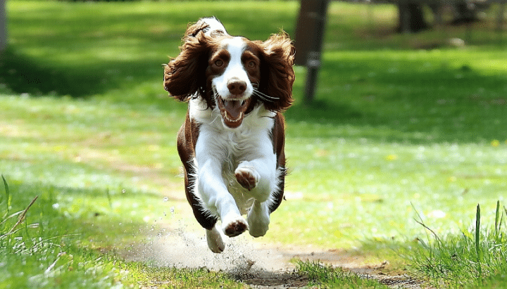 découvrez tout ce qu'il faut savoir sur l'élevage du puits saint loup et plongez dans l'univers des magnifiques chiens de race springer spaniel. apprenez-en plus sur leur caractère, leurs besoins, et les soins nécessaires pour garantir leur bien-être.