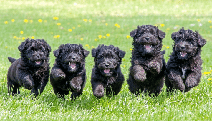 découvrez comment trouver un chiot bouvier des flandres issu d'un élevage sérieux. nous vous guidons dans votre recherche pour garantir un compagnon sain et bien élevé. ne manquez pas nos conseils pour choisir le bon élevage et assurer le bien-être de votre futur animal de compagnie.