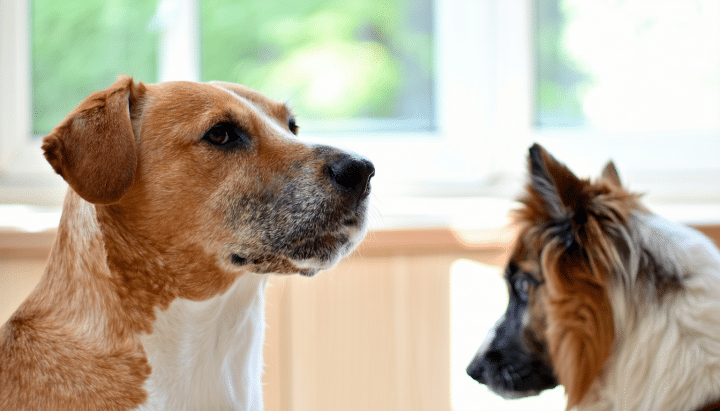 découvrez comment le dog center pension contribue à une meilleure compréhension de la psychologie canine. grâce à des méthodes innovantes et des experts passionnés, apprenez à déchiffrer les comportements de votre chien et à renforcer votre complicité avec lui. inscrivez-vous dès maintenant pour une expérience unique !