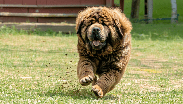 découvrez le prix d'un dogue du tibet en france et les raisons de sa variation. cette race majestueuse, connue pour sa taille impressionnante et son tempérament protecteur, peut afficher des coûts très différents selon l'élevage, la lignée et les caractéristiques individuelles. informez-vous sur les facteurs influençant le prix et faites un choix éclairé pour votre futur compagnon.