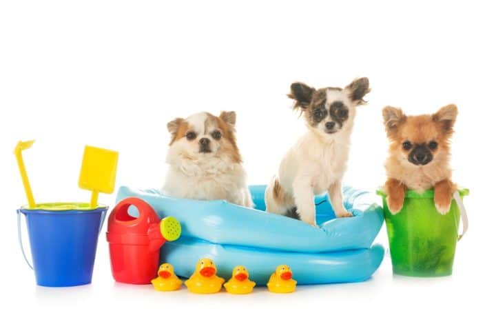 accessoire pour chiot