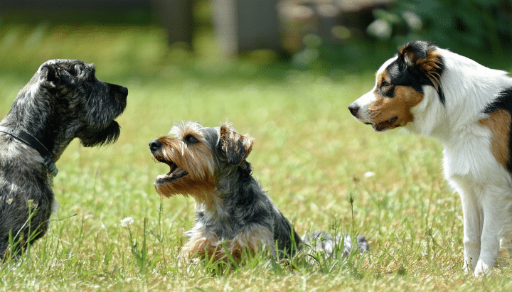 découvrez des conseils pratiques et efficaces pour gérer le comportement de votre chien qui pince les mollets des passants lors des promenades. apprenez des techniques d'éducation canine pour corriger ce comportement indésirable et garantir des sorties agréables pour vous et votre compagnon à quatre pattes.