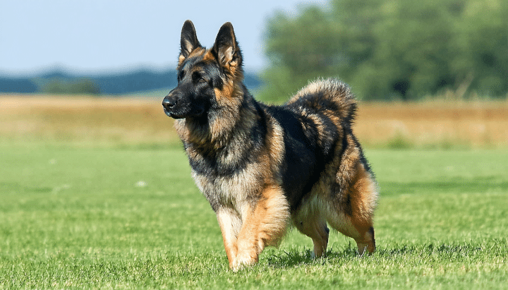 découvrez des conseils pratiques et des astuces essentielles pour éduquer et prendre soin d'un chien de berger noir et blanc au quotidien. apprenez les meilleures techniques d'éducation, les besoins spécifiques de cette race et comment renforcer votre lien avec votre compagnon à quatre pattes.