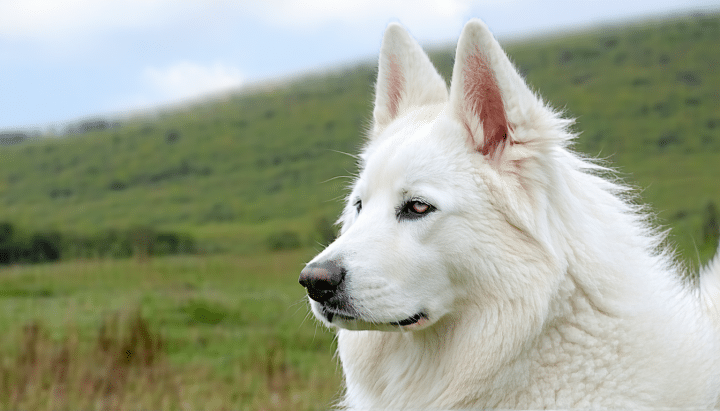 découvrez les prix des bergers suisses blancs en 2024 et apprenez à sélectionner le chien idéal pour votre famille. conseils d'experts sur le choix, l'élevage et les critères à considérer pour un compagnon loyal et magnifique.