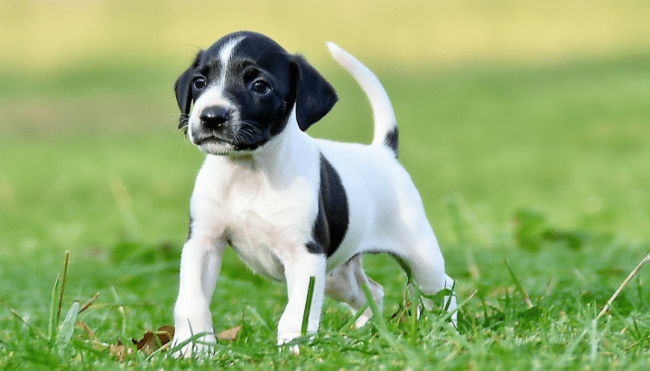 découvrez nos conseils indispensables pour éduquer efficacement votre chien pointer noir et blanc, que ce soit pour la chasse ou pour une vie de famille harmonieuse. apprenez les meilleures techniques d'éducation et d'entraînement adaptées à sa spécificité, afin d'assurer son bien-être et sa cohésion avec votre foyer.