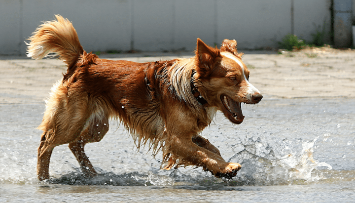 découvrez des astuces et des conseils efficaces pour apprendre à votre chien à maîtriser ses aboiements lors des promenades en laisse. apprenez à instaurer un comportement calme et détendu pour des sorties agréables avec votre compagnon à quatre pattes.