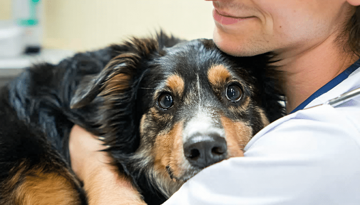 découvrez les causes de la perte d'équilibre du train arrière chez votre chien et des solutions efficaces pour l'aider à retrouver sa stabilité. informez-vous sur les symptômes à surveiller, les traitements possibles et les conseils pour améliorer la qualité de vie de votre compagnon à quatre pattes.