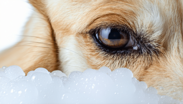 découvrez notre recette maison simple et efficace pour nettoyer en douceur les yeux de votre chien. protégez la santé oculaire de votre compagnon à quatre pattes avec des ingrédients naturels et sûrs, tout en prévenant les irritations et en maintenant leurs yeux éclatants de santé.