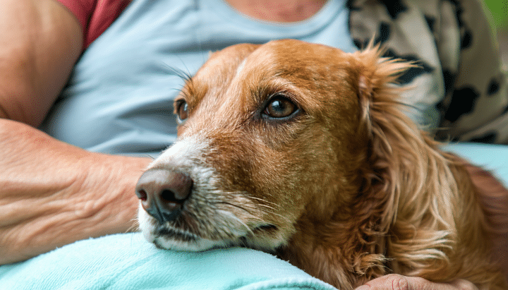 découvrez comment calculer précisément l'âge de votre chien en équivalent humain grâce à notre guide pratique. apprenez les méthodes et astuces pour mieux comprendre le vieillissement de votre compagnon à quatre pattes et adapter ses soins en conséquence.