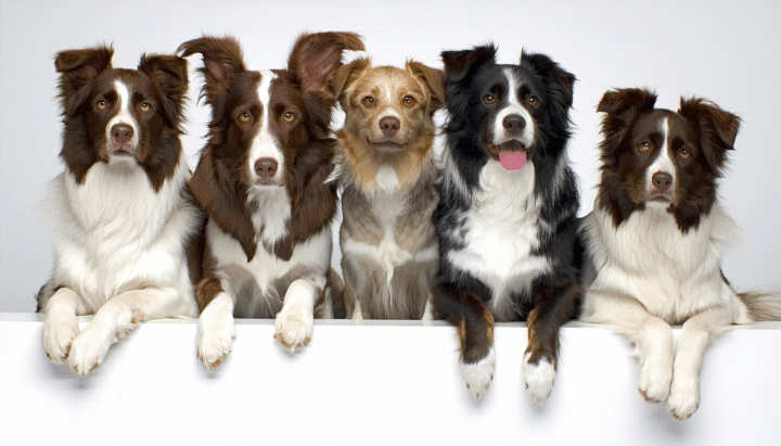 découvrez pourquoi l'élevage de la lignée royale est la meilleure option pour adopter un chien de pure race. apprenez les avantages de la génétique, du bien-être animal et des standards de qualité qui garantissent un compagnon fidèle et en bonne santé.